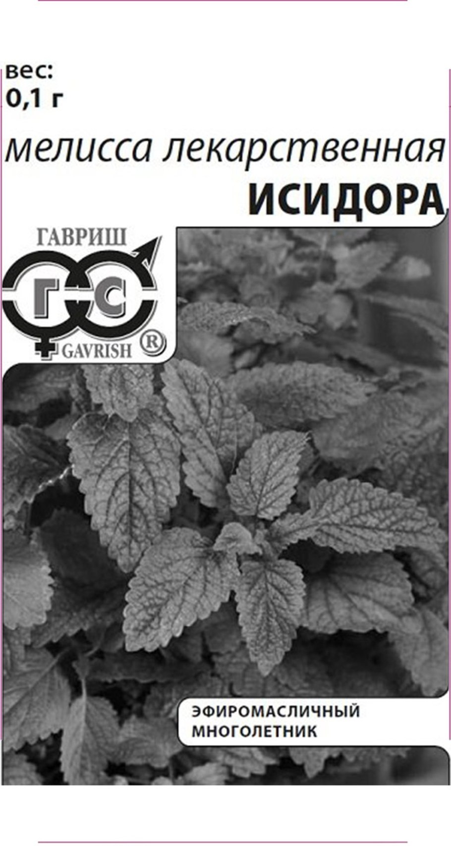 Мелисса лекарственная гербарий