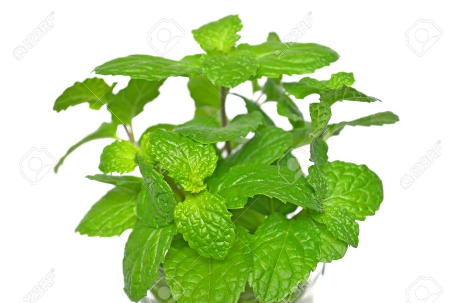 Масло 10мл "Мелисса"