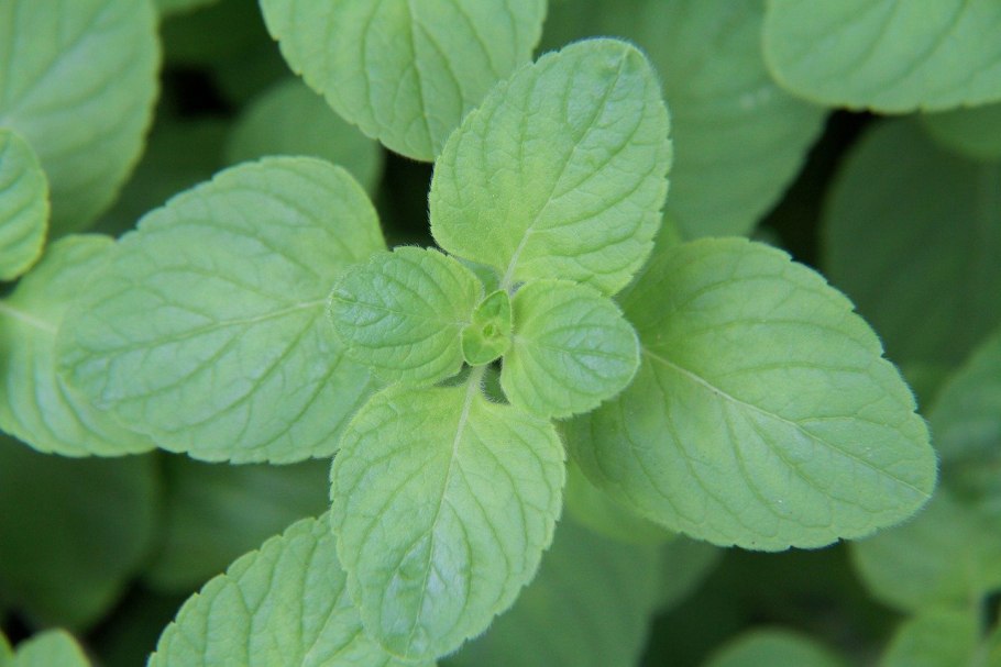 Мелисса препараты