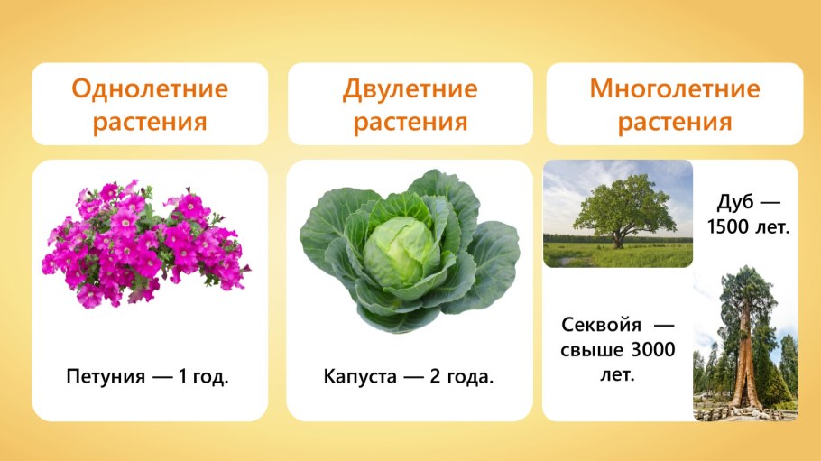 Однолетние растения двухлетние и многолетние