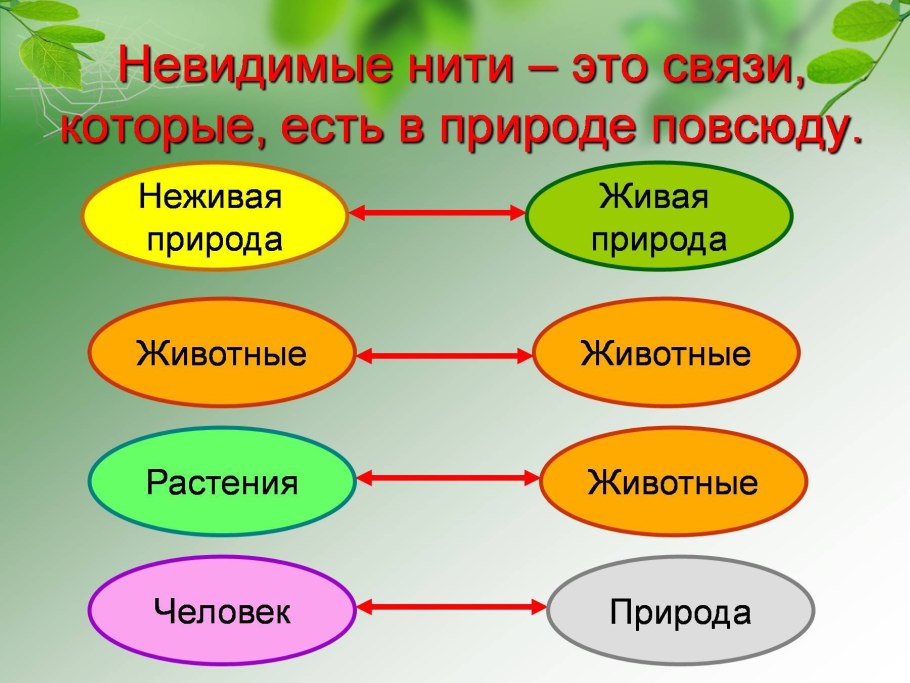 Стадии развития одуванчика