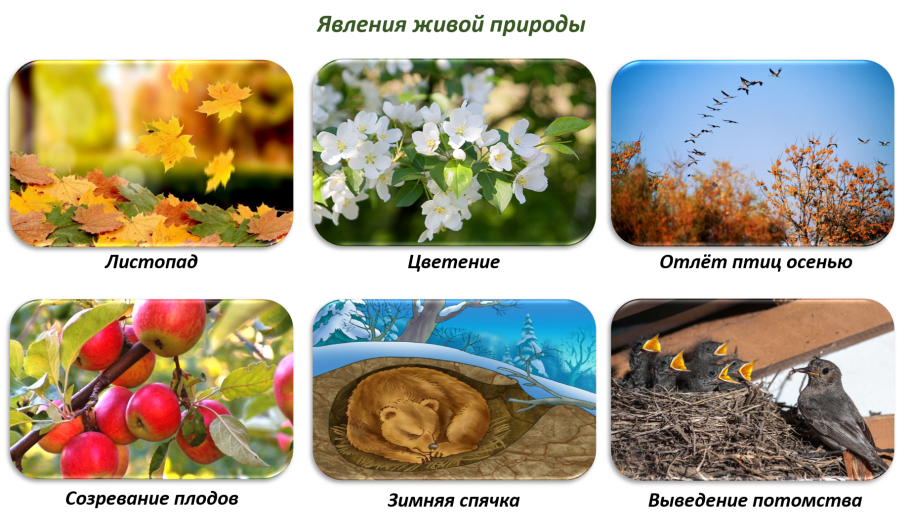 Мятлик Луговой семейство