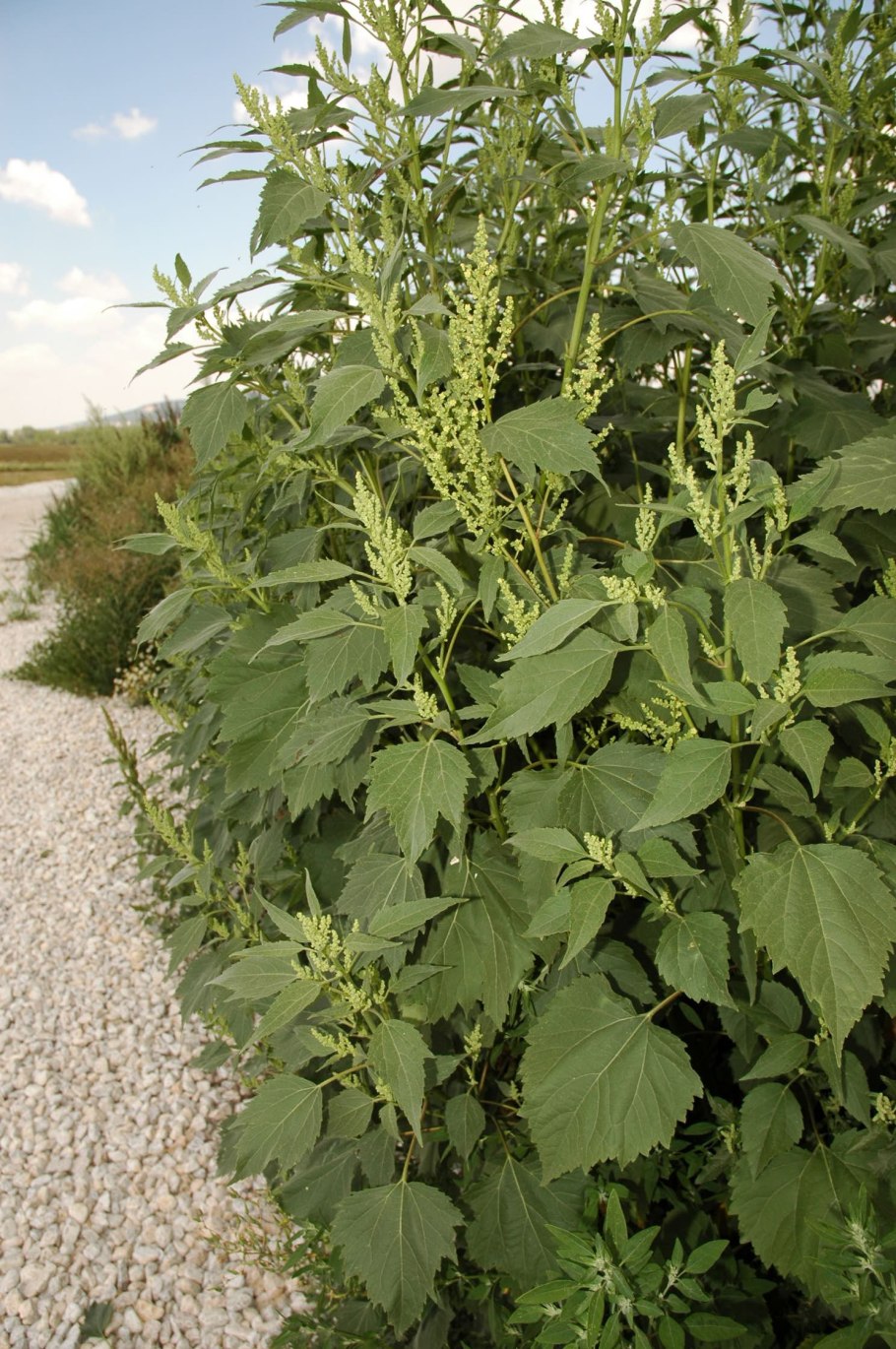 Циклахена дурнишниколистная