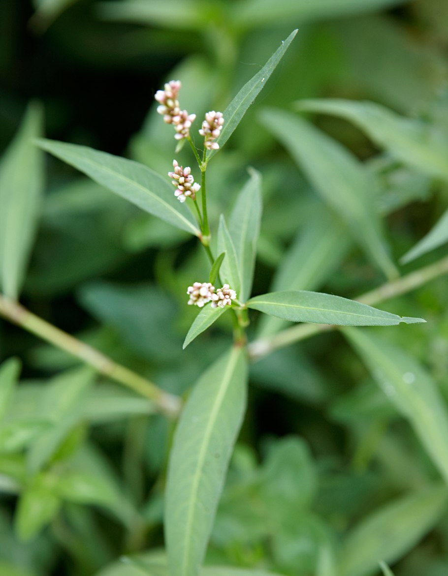 Сельскохозяйственные сорняки