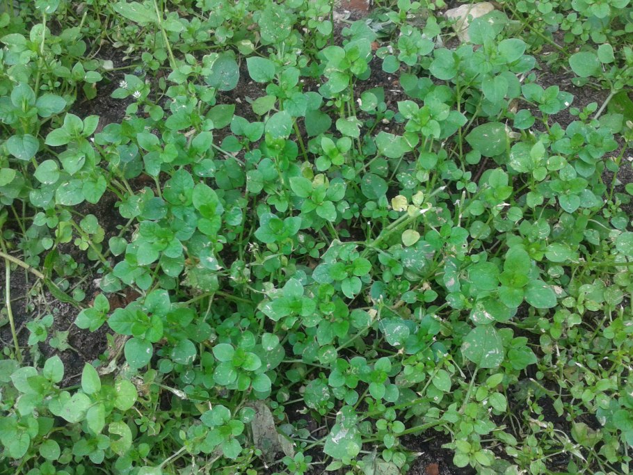 Sisymbrium officinale