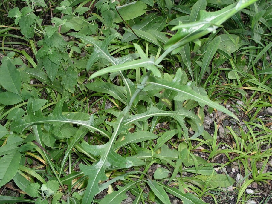 Татарник колючий сорняк