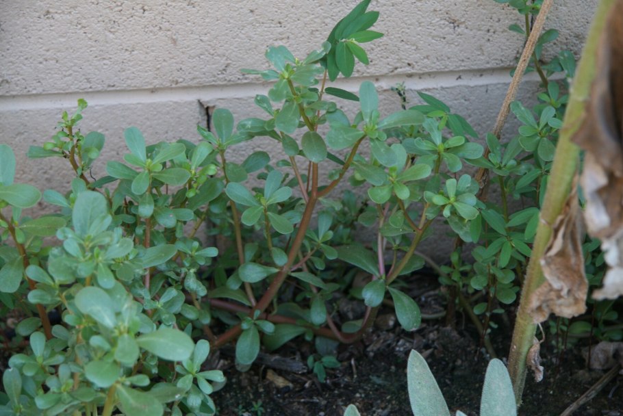 Ползучий сорняк монетчатый