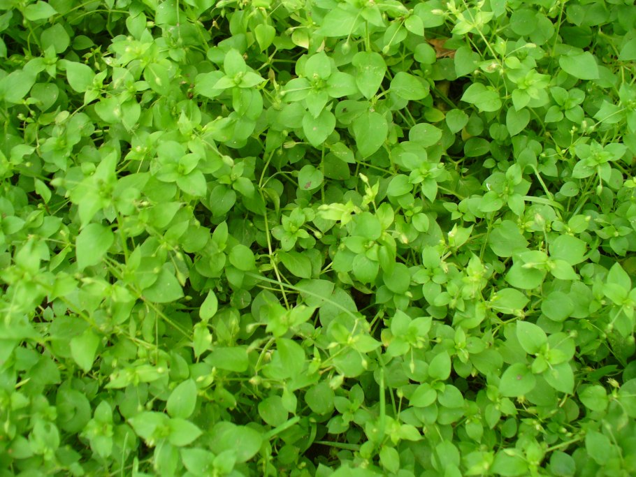 Дикоросы полевые