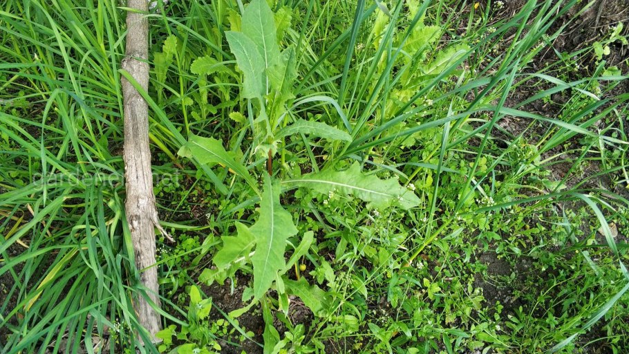 Придорожные сорные растения