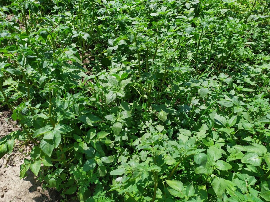 Сорняки осот и пырей