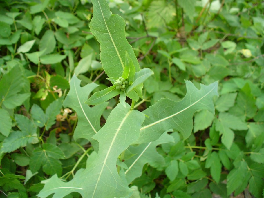 Пырей ползучий, мятлик Луговой