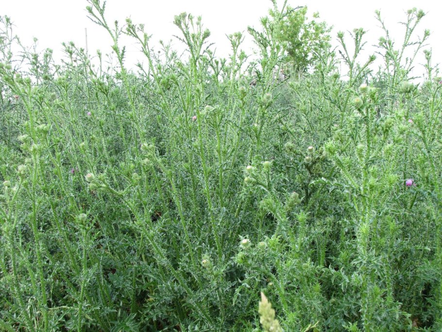 Соцветие болиголова