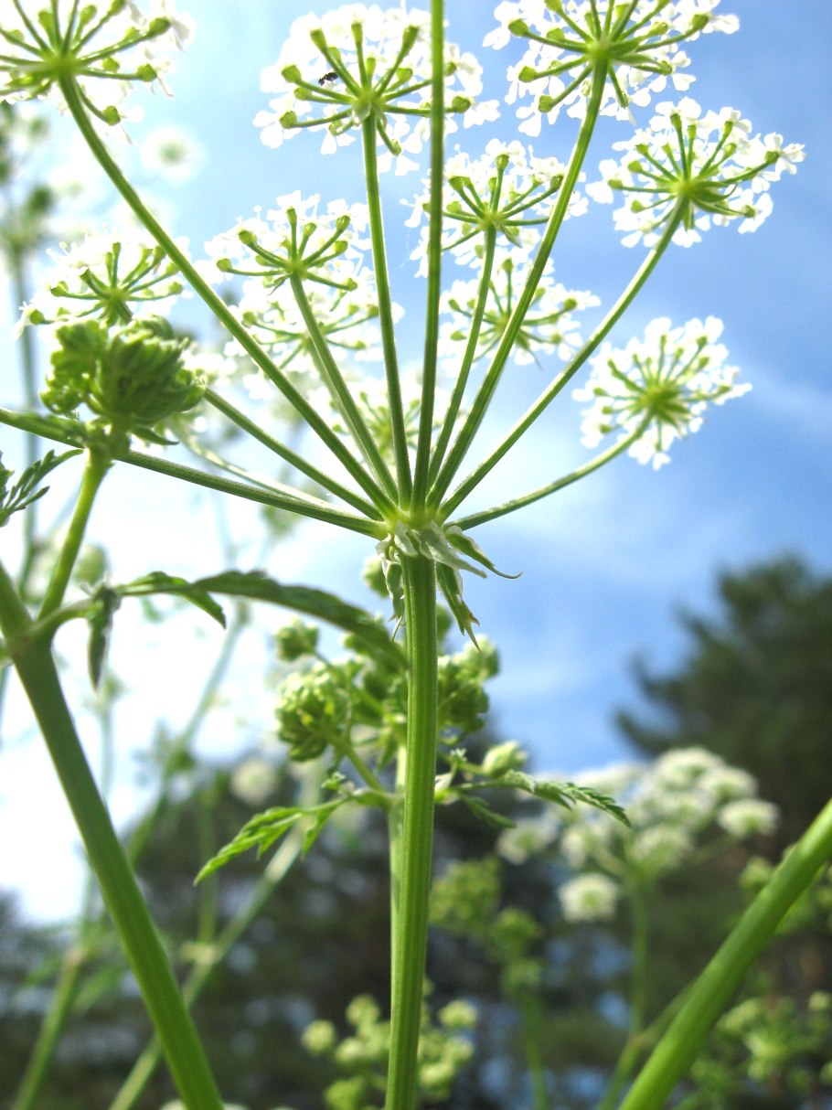 Сорные крапива