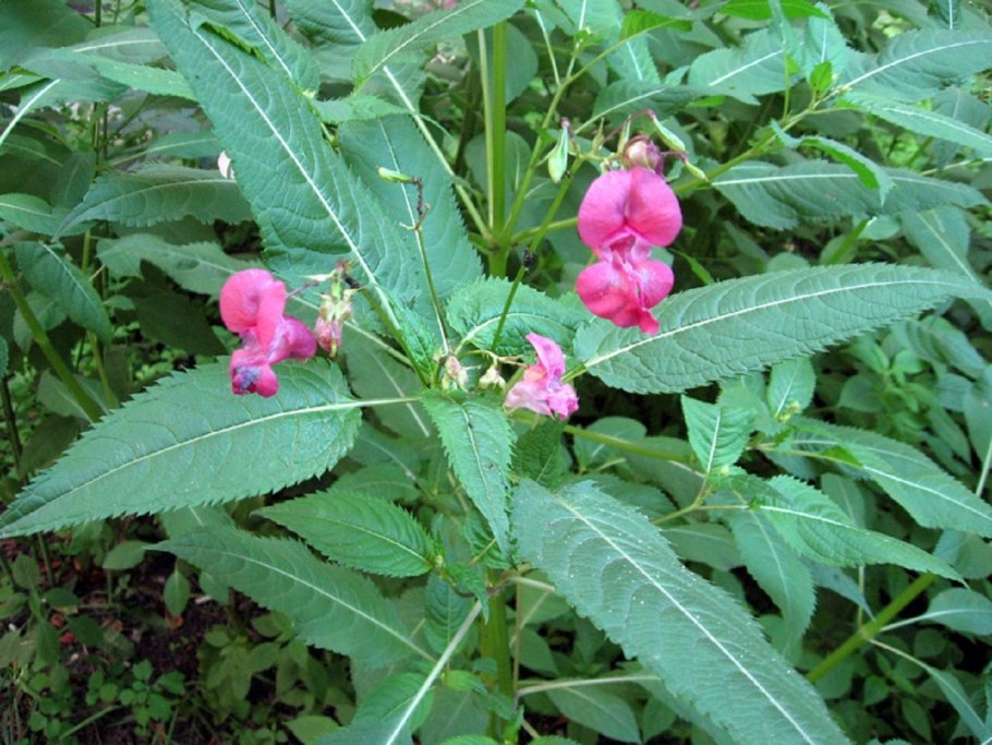 Амброзия сорная трава