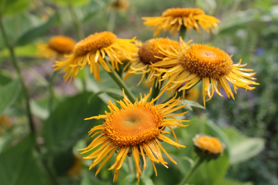 Inula graveolens девясил