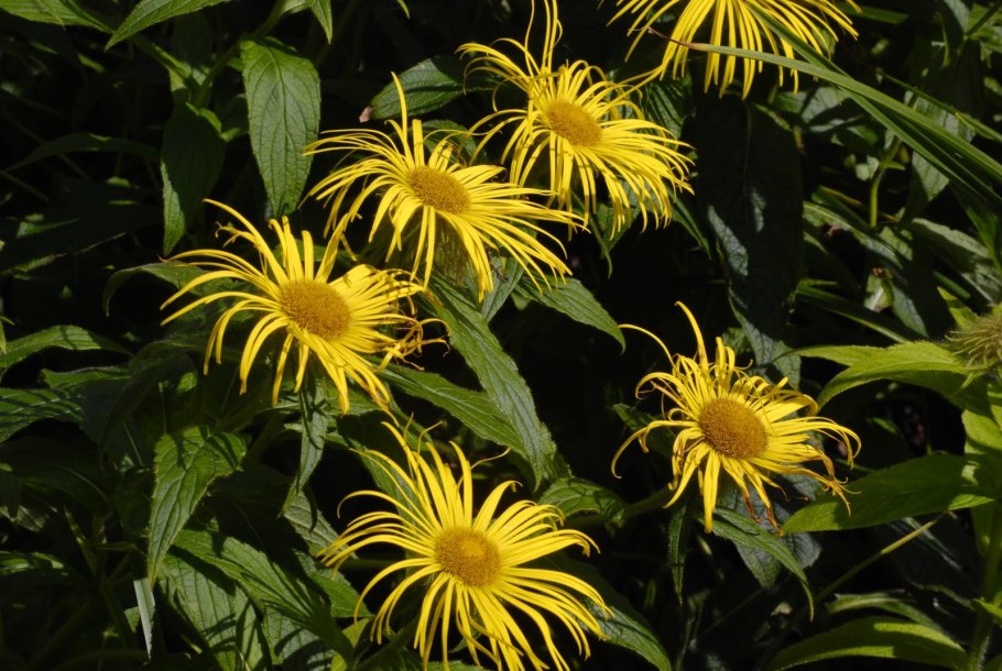 Девясил Inula Helenium