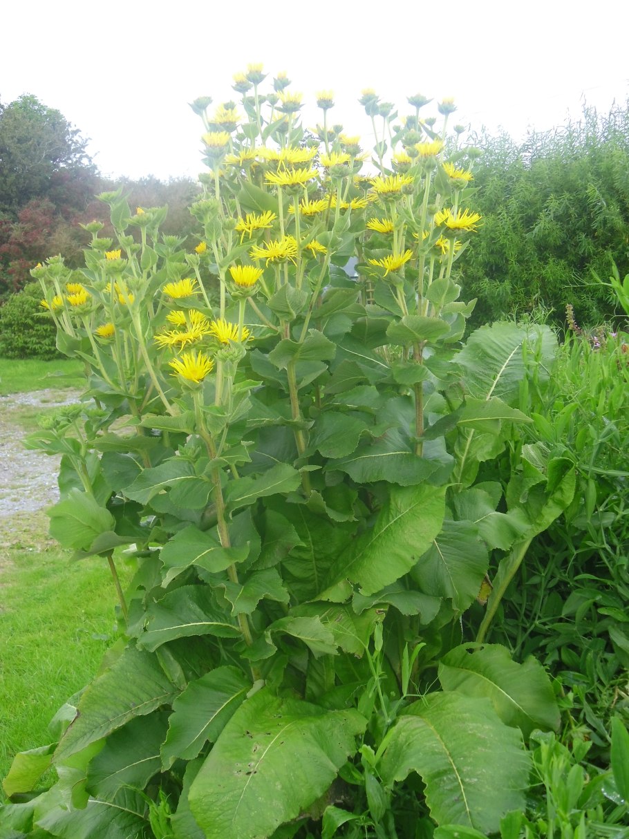 Девясил высокий (Inula Helenium)