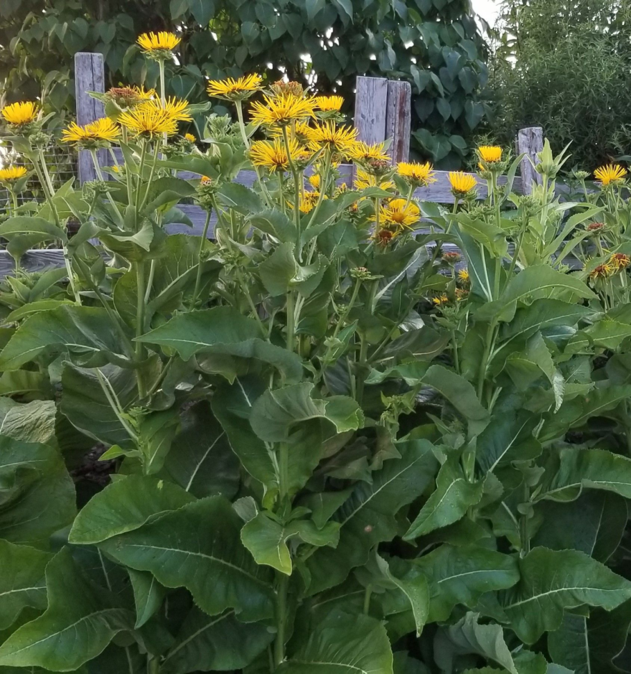 Девясил мечелистный (Inula ensifolia)