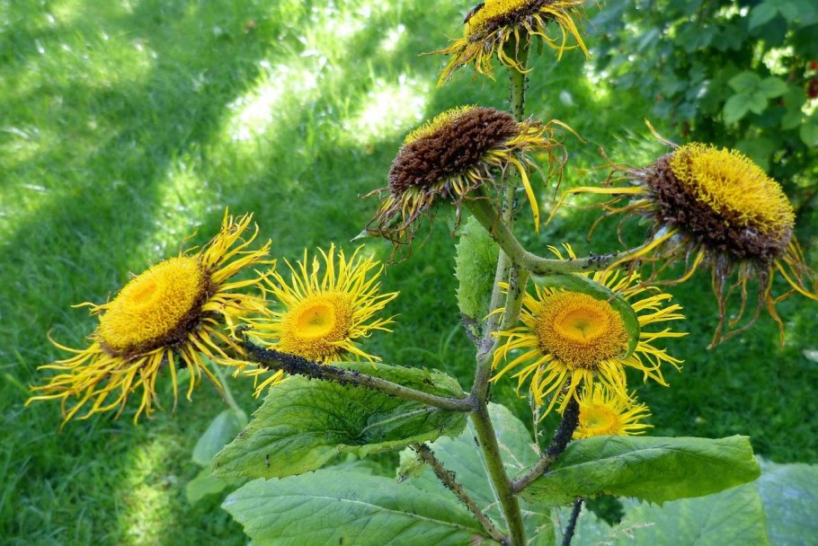 Inula graveolens девясил