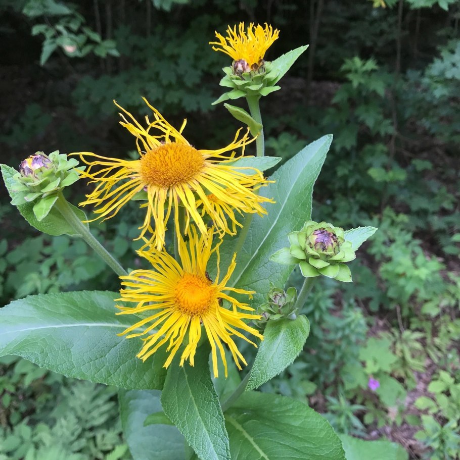 Девясил высокий (Inula Helenium l.)