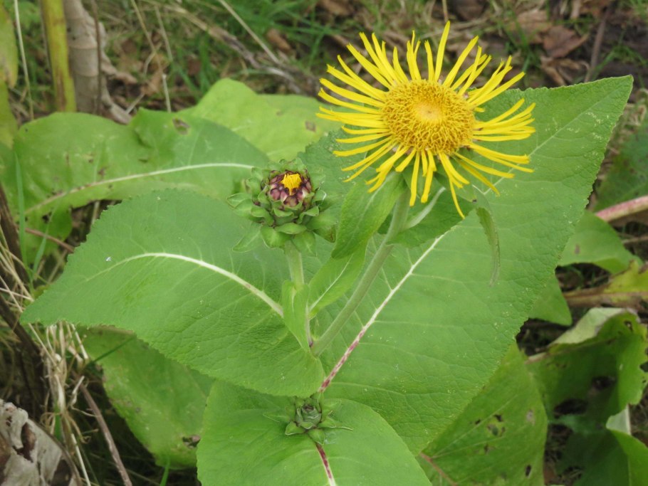 Девясил высокий (Inula Helenium l.)