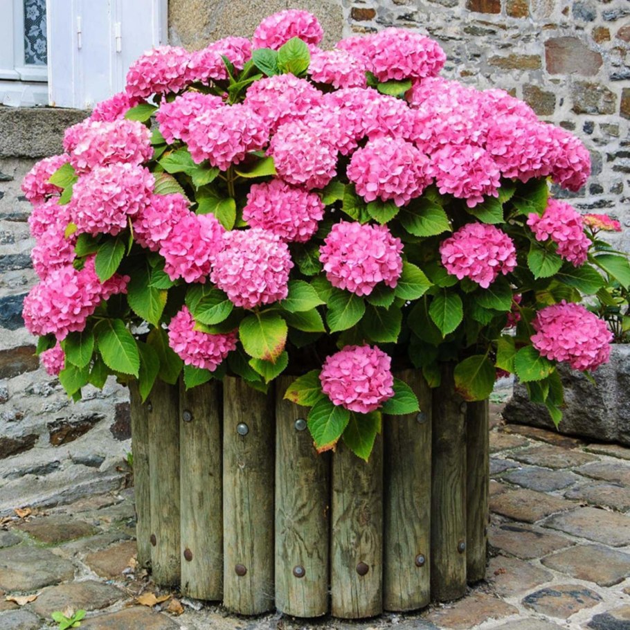 Гортензия крупно лисный куст