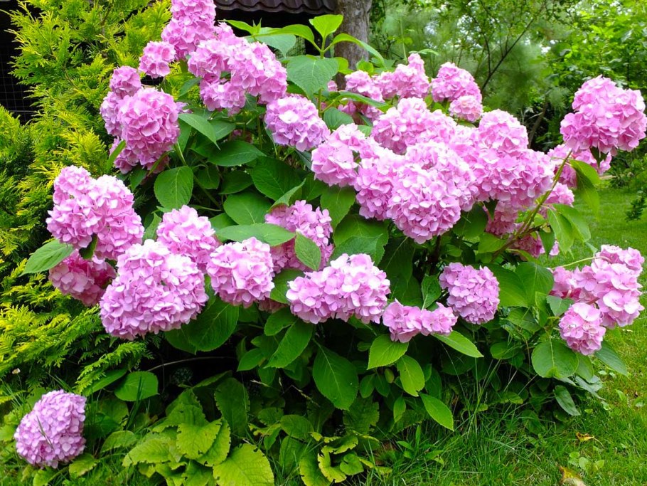 Гортензия гидрангея