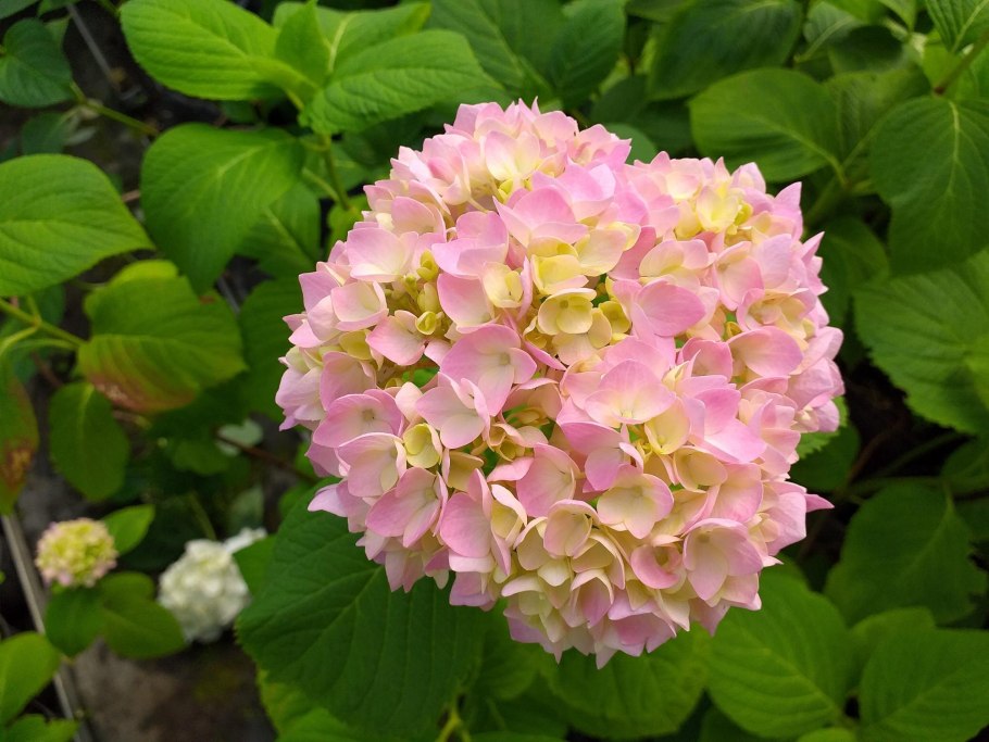 Гортензия крупнолистная белая