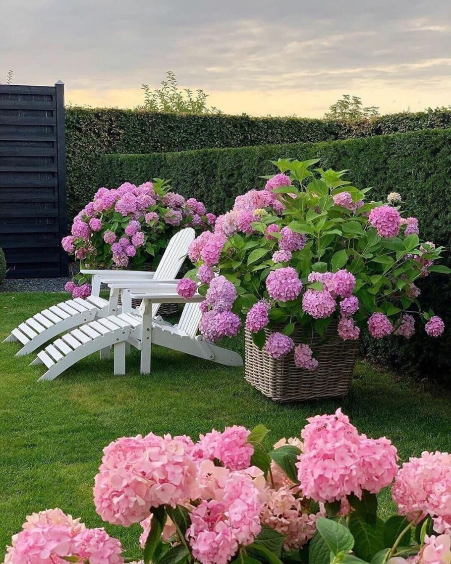 Гортензия садовая крупнолистная