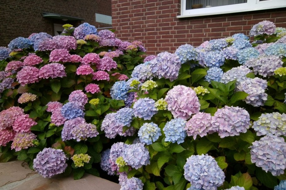 Гортензия Садовая кустовая