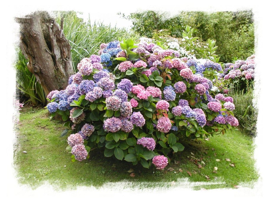 Гортензия Блю Гарден