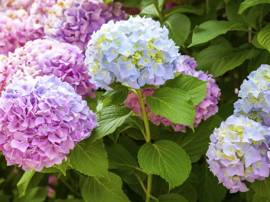 Гортензия Садовая крупнолистная