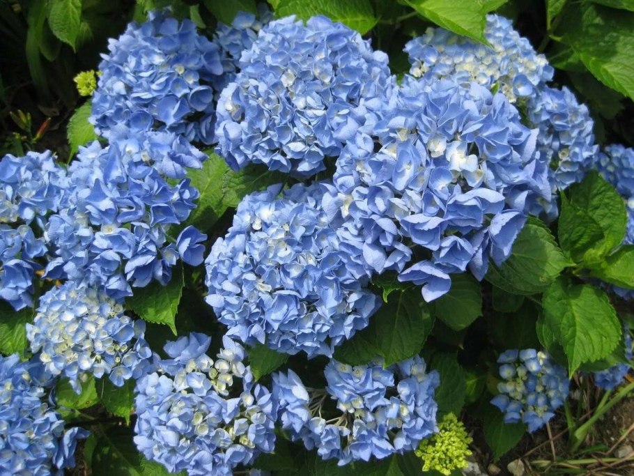 Гортензия гидрангея