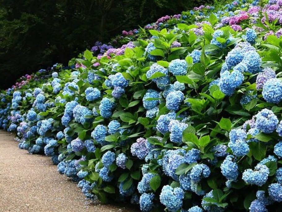 Гортензия кустарниковая