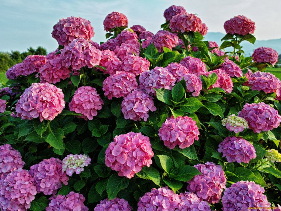 Гортензия крупнолистная Rosita (Розита)