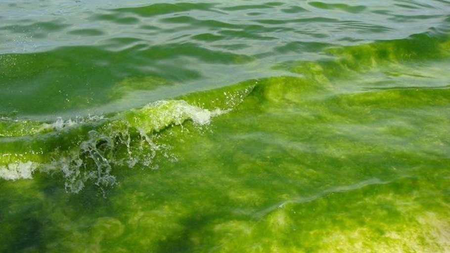 Цветение черного моря в Анапе