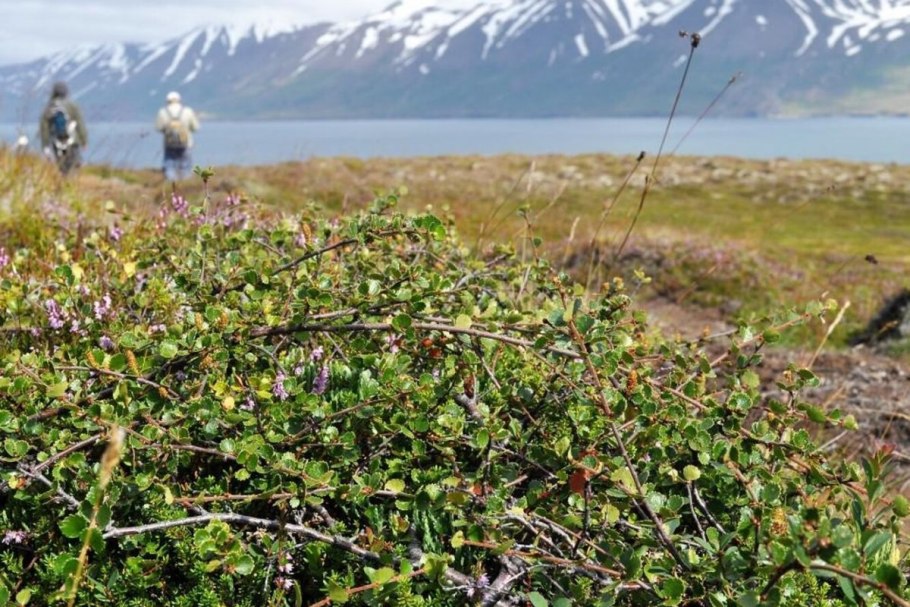 Трава на болотистой местности