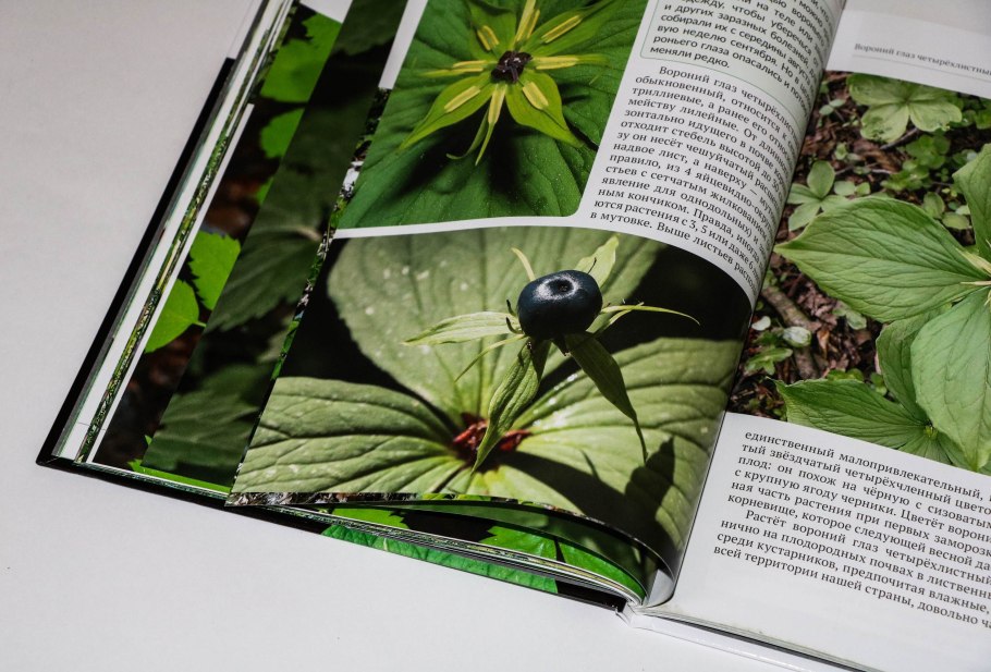 Лекарственные растения и их названия