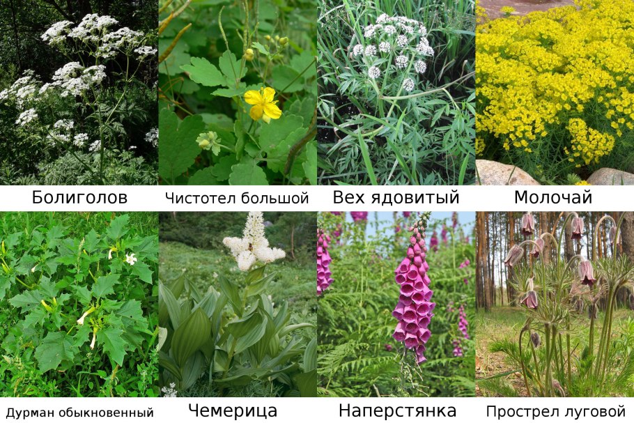 Ядовитые цветы дикоросы