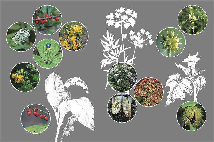 Борщевик белладонна