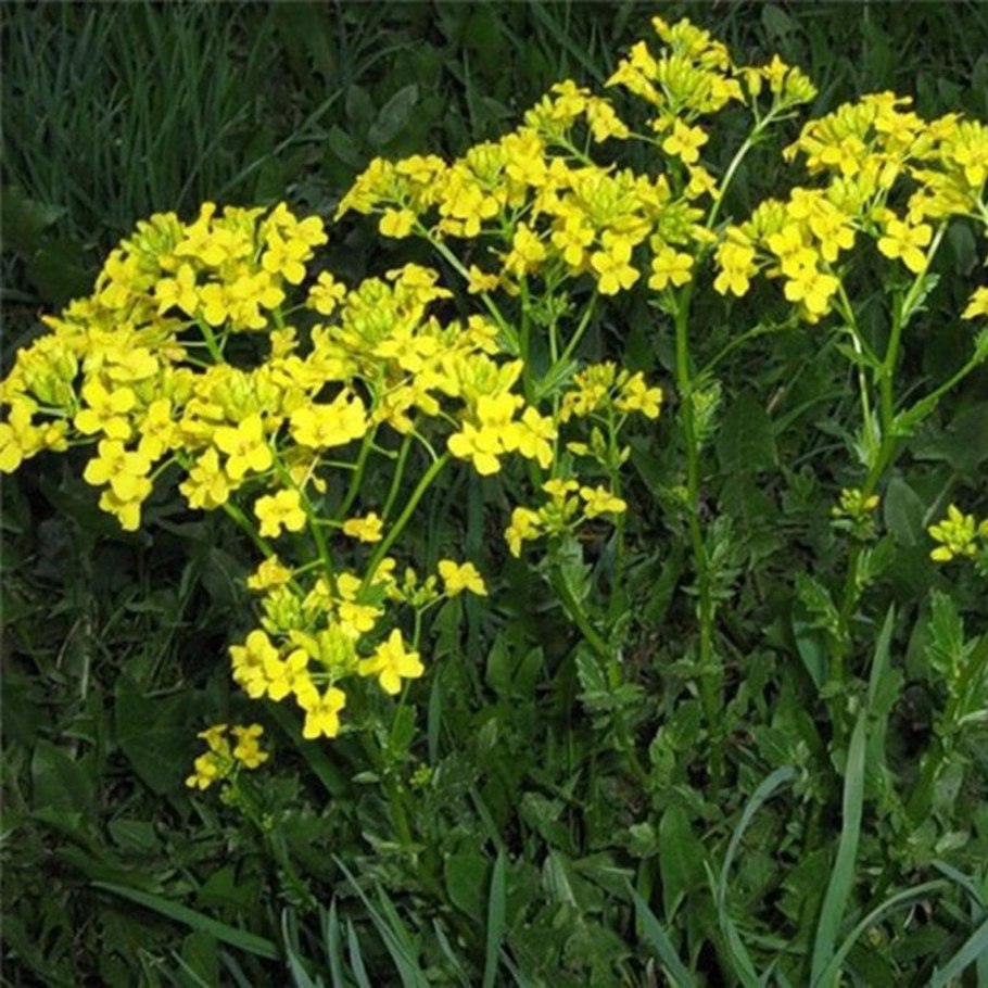 Бузина Aureomarginata