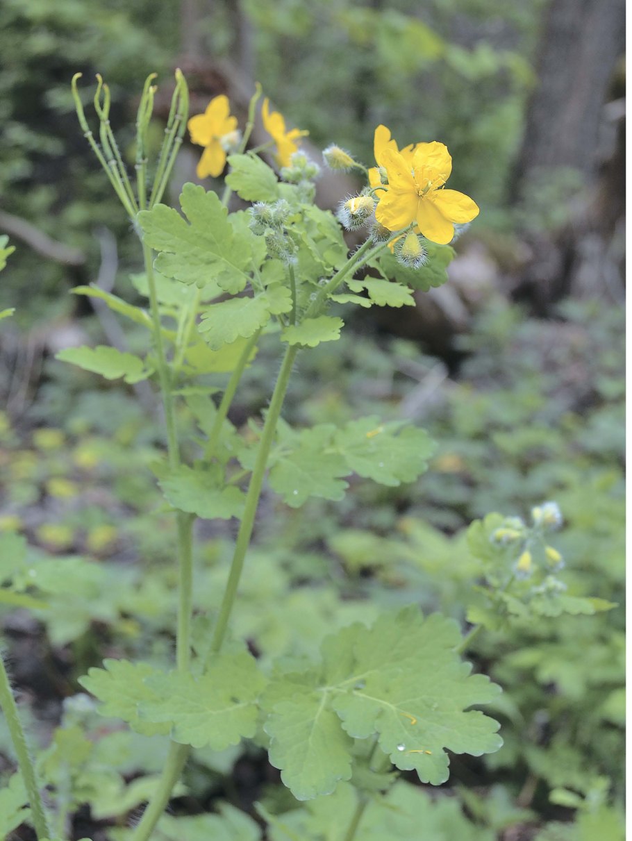 Несъедобные растения в дикой природе