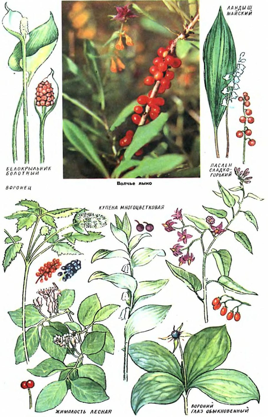 Лесные растения со съедобными плодами и несъедобными