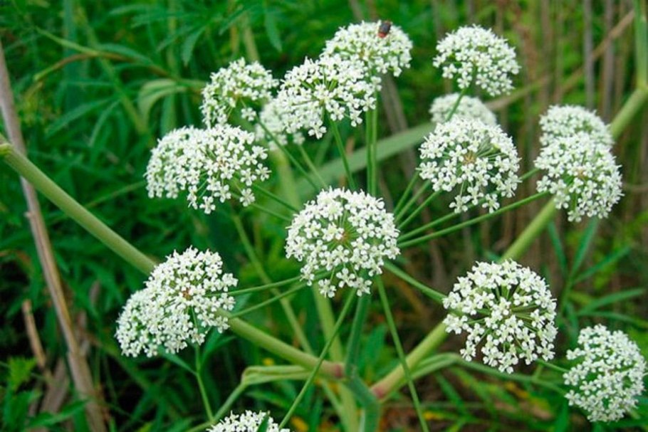 Съедобные травы Оренбургской области