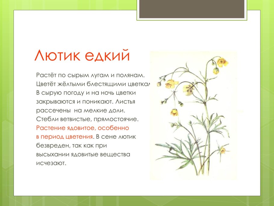 Молочай дикий Луговой