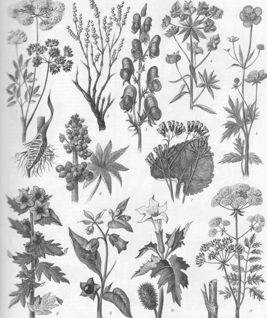 Борщевик ядовитое растение для детей