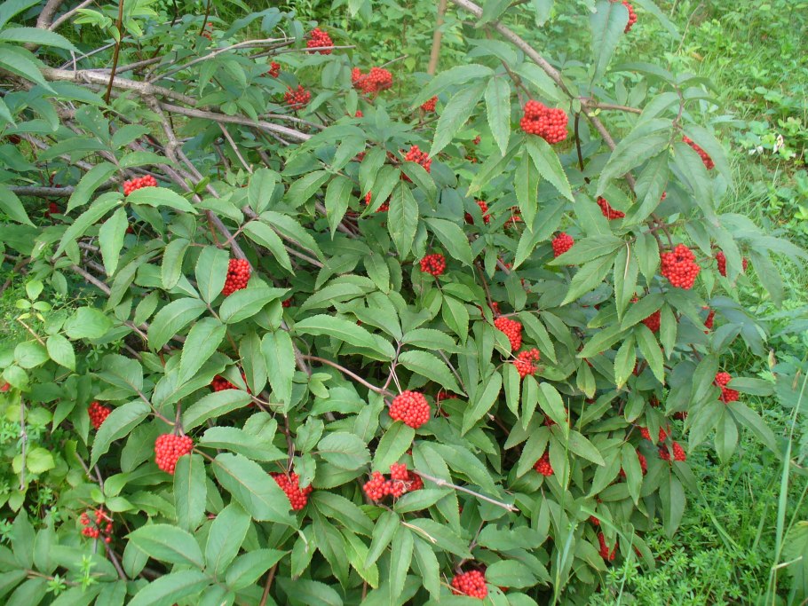 Пастушья сумка обыкновенная формула цветка