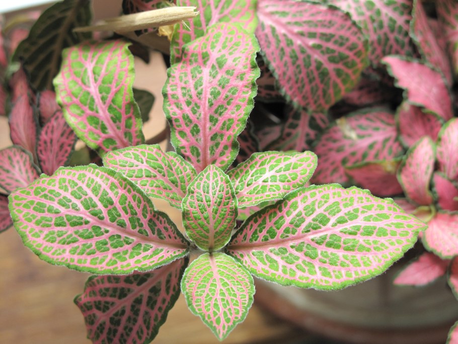 Fittonia verschaffeltii фиттония Вершаффельта