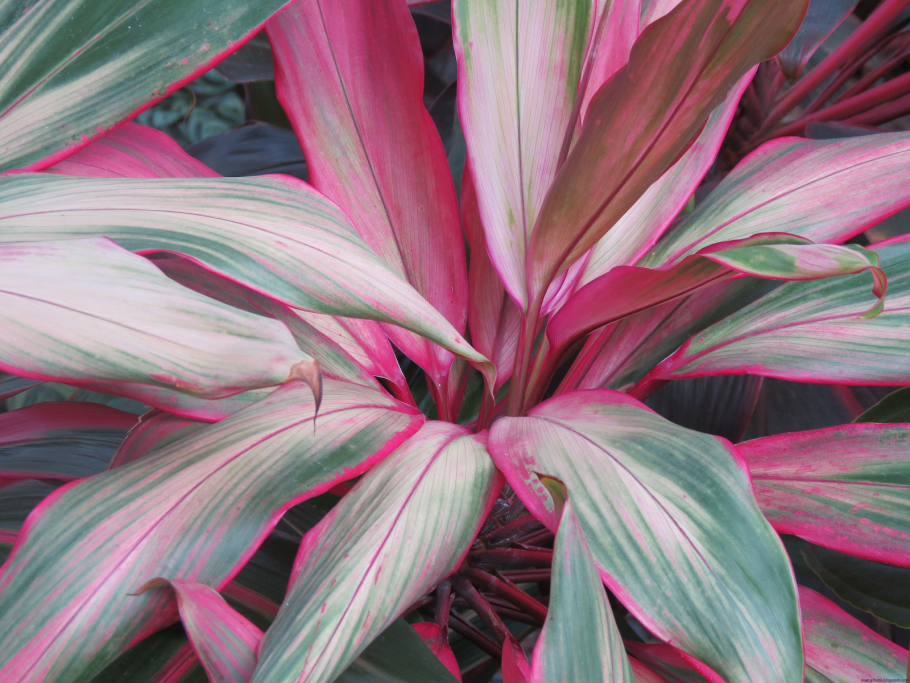 Кордилина верхушечная (Cordyline terminalis)