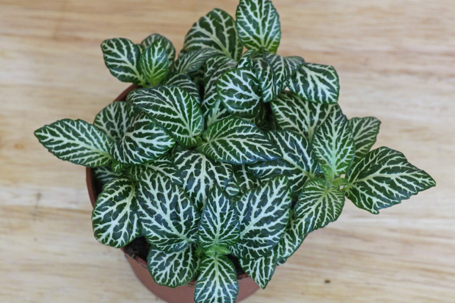 Fittonia argyroneura